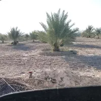 سلام اصلاح نخل دونه ای ۱۵۰