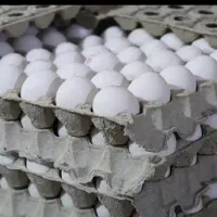 عمده فروشی تخم مرغ لوکس