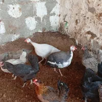 فروش مرغ محلی سیاه و ریشی|حیوانات مزرعه|چغادک, |دیوار