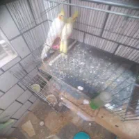 یکجف عروس نروماده مولد ودوعدد جوجه سرلاکی|پرنده|خمین, |دیوار