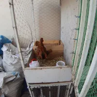 مرغ وخروس سبرایت گلد|حیوانات مزرعه|محمدشهر, زیبادشت|دیوار