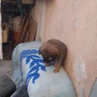 توله|سگ|کرمانشاه, |دیوار