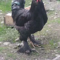 فروش خروس سلطان