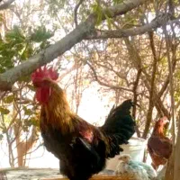 خروس خانگی
