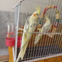 عروس هلندی نر ماده دوکت باقفس|پرنده|کرج, اسدآباد|دیوار