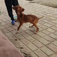 توله دنبلانی