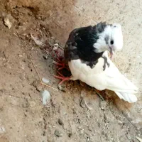 کبوتر طوقی