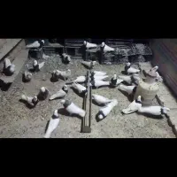 کبوتر|پرنده|کبودرآهنگ, |دیوار