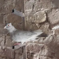 فروش قره الماسی کاکل|پرنده|فسا, |دیوار