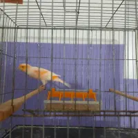 قناری موزاییکی اورجینال|پرنده|مشگین شهر, |دیوار