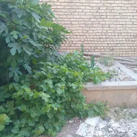 زمین-کلنگی-خوش-جا-دوتاکوچه-فاصله-باخیابون-اصلی