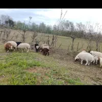 سلام دوستان عزیز بنده ۳تا بز یکساله ماده حامله