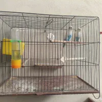 دو جفت مرغ عشق با وسایل بدونه قفس