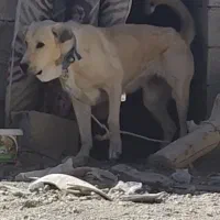 واگذاری ماده پژدر