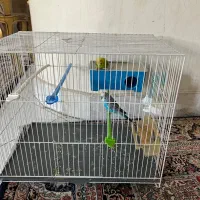 مرغ عشق