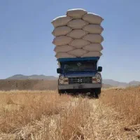 کاه گندوم و جو