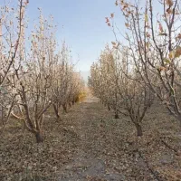 فروش-250-متر-زمین-چهاردیواری-باخرید-مستقیم-از-مالک