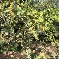 باغچه‌ی زیبا درختان بزرگ و خوش بار با حق آب|فروش زمین و ملک کلنگی|هشتگرد, هشتگرد قدیم|دیوار