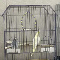 عروس هلندی|پرنده|تهران, اتابک|دیوار