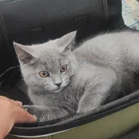 گربه سالم و مهربون