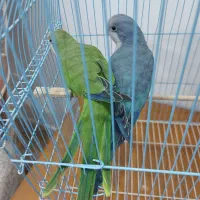 جفت راهب نروماده