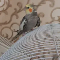 عروس هلندی نر