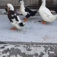 اردک