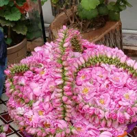 گلاب و عرقیات ناب
