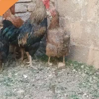 خروس خَنِگی