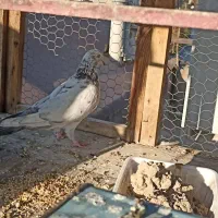 کبوتر غریب گیری