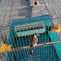 دوتاسیره جوجه قفس عطیقه