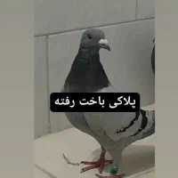 پلاکی تار شده محدوده سرجو