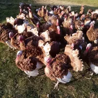 بوقلمون محلی بوربن نر|حیوانات مزرعه|بانه, |دیوار