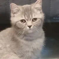 بریتیش ماده سه ماهه|گربه|پردیس, فاز ۳|دیوار