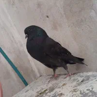 در‌نسیم‌شهر