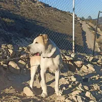 واگذاری سگ آلابای