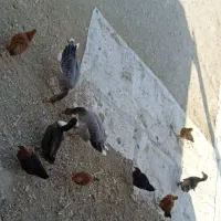 تعدادی مرغ،خروس اردک غاز