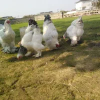 جوجه برهما لایت بلولایت و بوف|حیوانات مزرعه|بابل, |دیوار