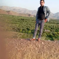 هرس کاری تک درخت