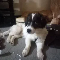 سگ اشپیتز خانگی پاکوتاه