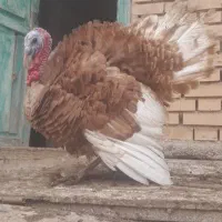 بوقلمون طبیعی نر هم گوشتی هم زینتی هم مولدی|حیوانات مزرعه|مشگین شهر, |دیوار