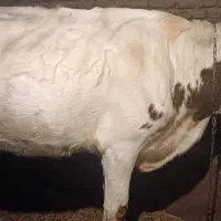 گاو سمینتال سفید