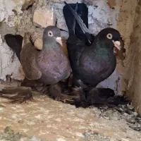جفت اهر قرسی
