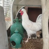 خروس چهل تاج برفی