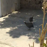 مرغ شاخدار چینی