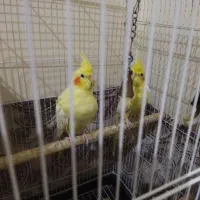 عروس هلندی|پرنده|محمدشهر, کوی بهار|دیوار