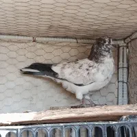 سوسکی پرشی|پرنده|شاهین‌شهر, شهرک گلدیس|دیوار