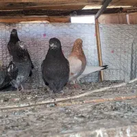 کفتر|پرنده|ماهدشت, |دیوار