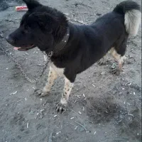 مواضع دو قلاده سگ اکیتا و کن کورسو