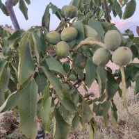 نهال گردو پیوندی